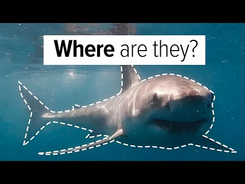 Where have all the Great Whites gone? (A South African Shark Expedition)