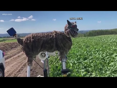 Japanese towns us robot wolf to scare off bears