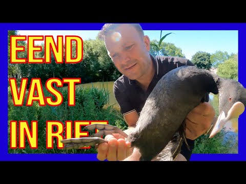 Eend vast in riet  - VOLUNTEERS DUTCH FIREFIGHTERS -