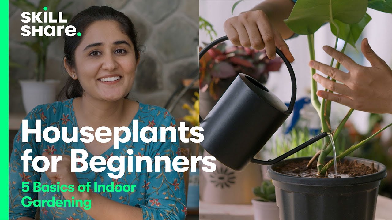 Houseplants for Beginners: 5 Basics for Gardening Indoors