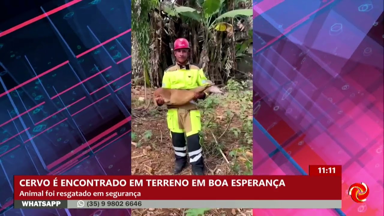 Bombeiros resgatam cervo em Boa Esperança