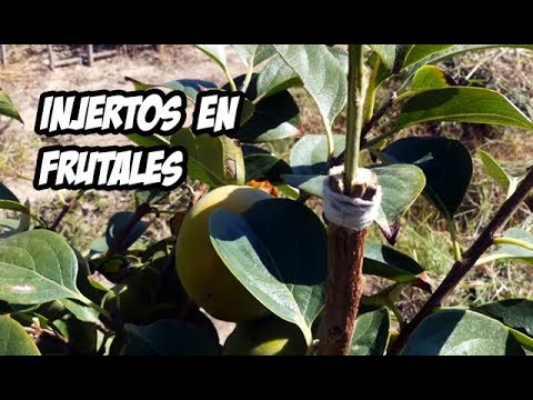 How to Graft Fruit Trees | Very Easy