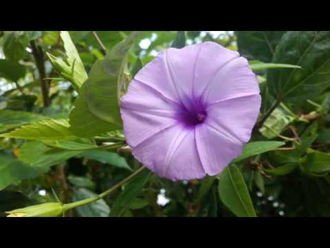 #Hindivlog...Lockdown at home..my flower garden fresh flowers..pray for the world..🙇