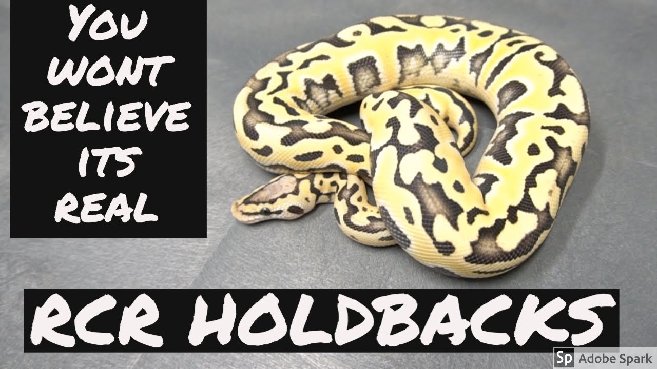 INSANE BALL PYTHON HOLDBACKS!! DESERT GHOST PUZZLE!!!!