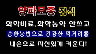 [텃밭농부. 1,272]  유기농 양파재배 및 모종정식에 필요한 중요정보.