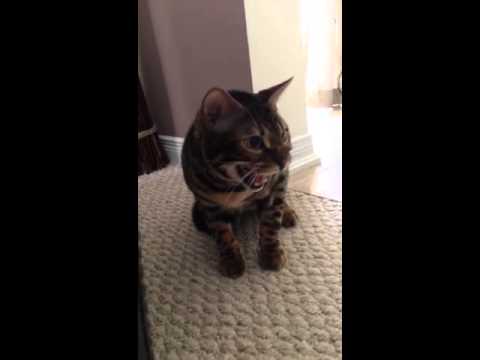 Bengal cat making funny sounds