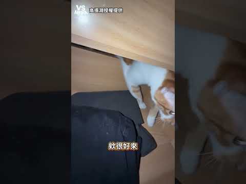 好奇心殺死一隻貓#貓咪｜VS MEDIAｘ‪@高振淵
