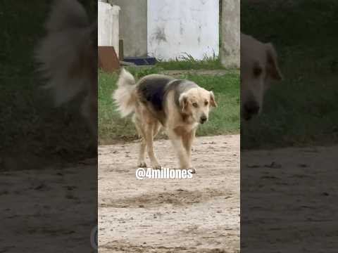 ¿Te gusta los pets? #pets #formosa #lagunablanca #animales