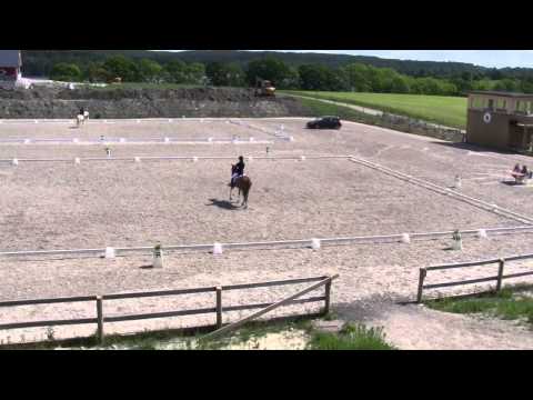 dressurstevne 070614