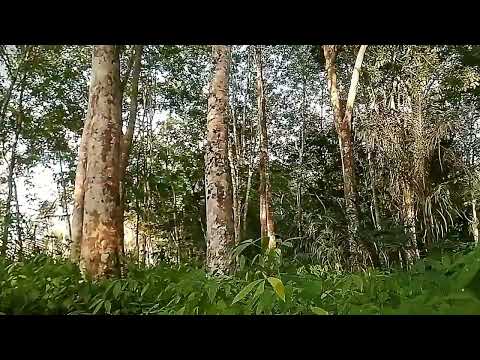 Mata do Seringal ña comunidade Quilombola Leite em Itapecuru Mirim-MA 