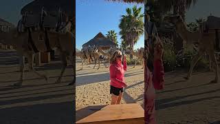 Minutes before the photo session on camel ride | Discovery Princes Cruise Review 2025