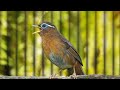 SUARA MANTAP BURUNG HWAMEI WAMBI GACOR DOR FULL ISIAN