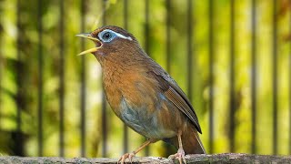 Download lagu SUARA MANTAP BURUNG HWAMEI WAMBI GACOR DOR FULL ISIAN mp3