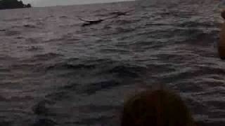 preview picture of video 'BALEIA DE BOSSAS E CRIA BEBÉ AÇORES 2008 - humpback whale'