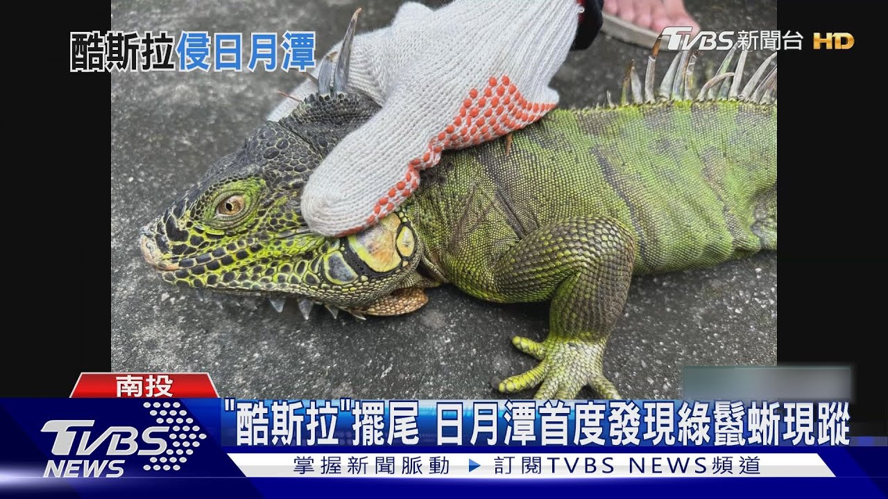 「酷斯拉」擺尾　日月潭首度發現綠鬣蜥現蹤