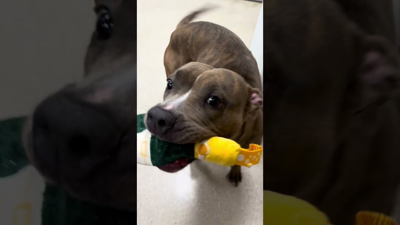 Enlarge Pretty Peppah- 53670, a Adoptable Pit Bull Terrier in Columbia, MD video 2/4