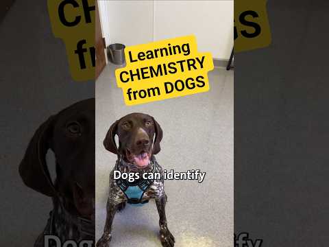 These dogs can detect a fungus. Can you? | Headline Science