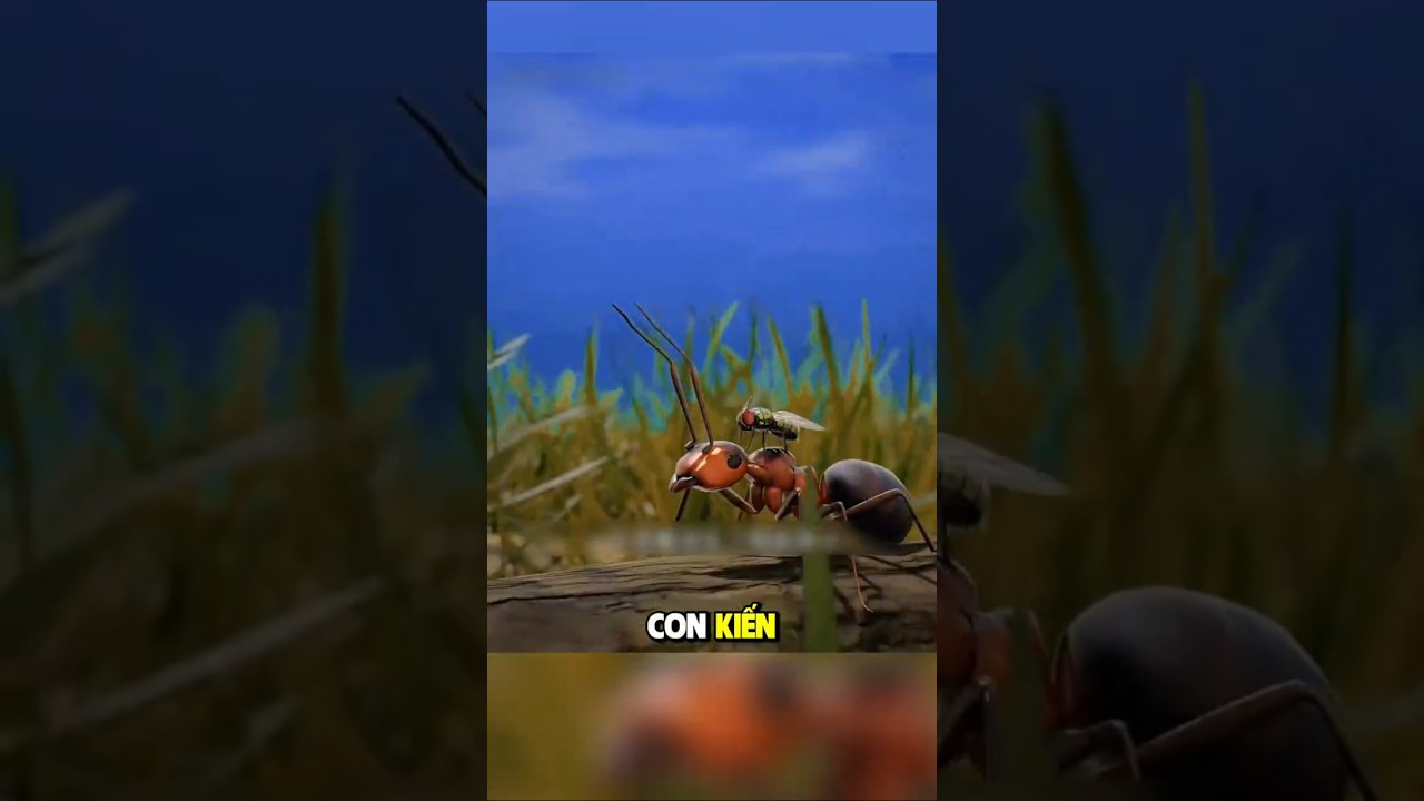 Kinh hoàng ruồi để trứng lên người kiến