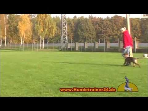 Welpenausbildung Deutscher Schäferhund "Trudi vom Hessenstein"
