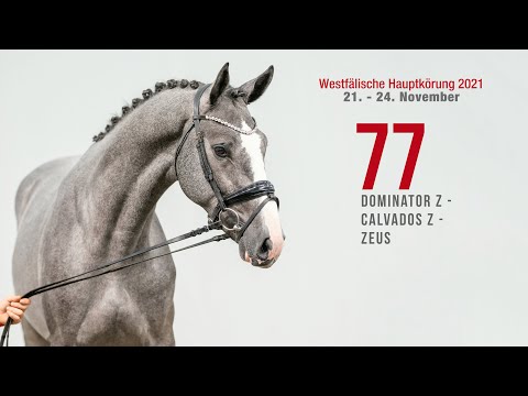 Hauptkörung 2021 Reitpferdehengste Kat-Nr. 77  Dominator Z - Calvados Z - Zeus
