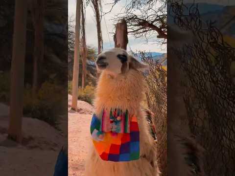 Tumbaya - Pumamarca, Jujuy 1/5/26