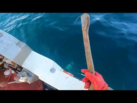 End Of 2025 Jigging Season - Whole Quota of Cod Finished! $90 000! 💸