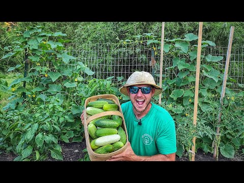 How to Grow TONS of Cucumbers With Just a Few Plants! |Maximize Your Harvest|