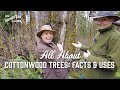 All About Cottonwood Trees: Facts & Uses