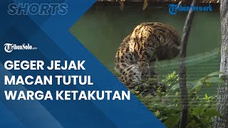 Berita Solo Hari Ini: Geger Penemuan Jejak Kaki yang Diduga Macan Tutul di Sragen, Warga Ketakutan