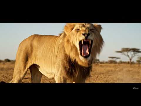 Le rugissement du lion : une sagesse ancienne partagée