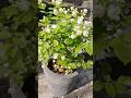 Mogra Flower Plant Mogra Jasmine Flowers Short Mograflower