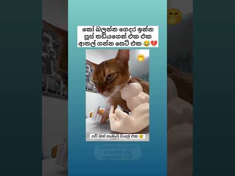 කැම්‍රියො ඉන්නවද 😏 Sinhala funny meme 😂 #shorts #funny #sinhala #comedy #jokes #trending #viral