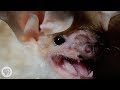 These Whispering, Walking Bats Are Onto Something | Deep Look