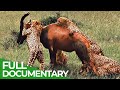 Wildlife Instincts Cheetah The Fastest Animal On Earth Free Documentary Nature
