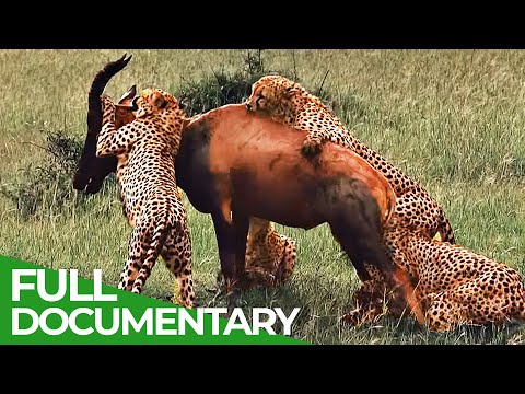 Wildlife Instincts | Cheetah – The Fastest Animal on Earth | Free Documentary Nature