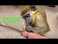 ASMR Feet Grooming Relaxing Monkey Sleep
