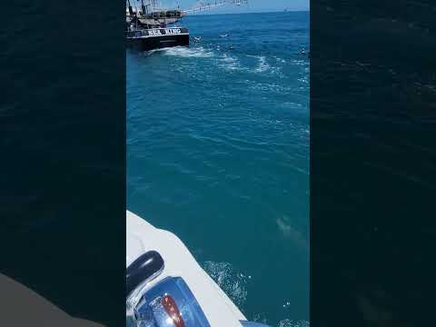 Shark Fishing New Smyrna Beach — Latest Action