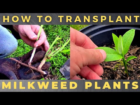 How to Transplant Milkweed