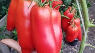 Томаты Хан Описание Сорта Фото Отзывы Томаты Хан Описание Сорта Фото Отзывы