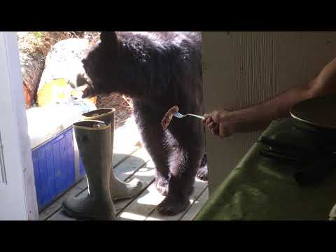 Bear eating off of fork