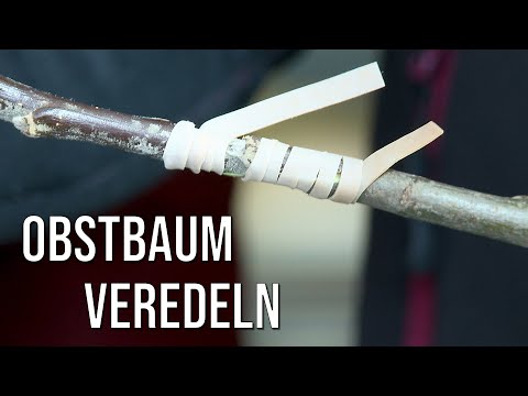 Obstbaum kopulieren | veredeln | vermehren