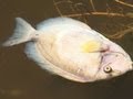 Molasses spill kills thousands of fish in Hawaii