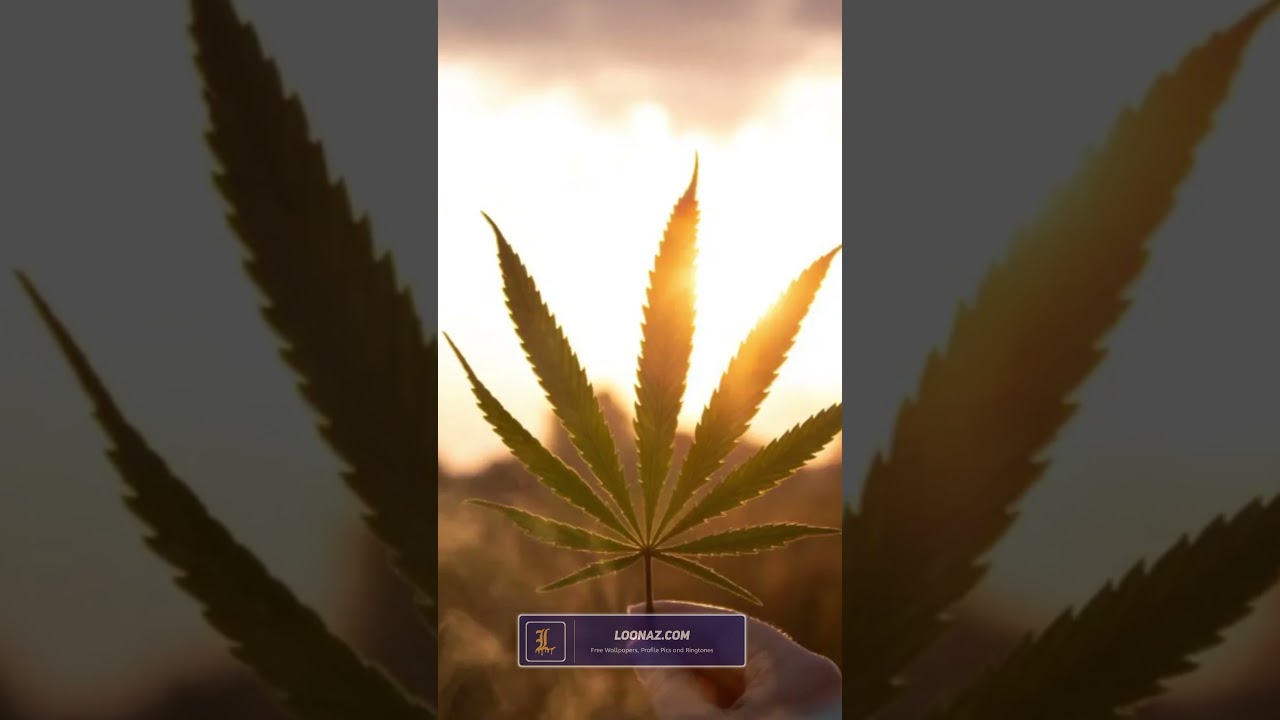 Weeds wallpaper | Top 10 Weeds Wallpapers #shorts #wallpaper #Weeds