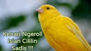 Download lagu Masteran Burung Kenari Isian Cililin Sadis !!! mp3 Download lagu Masteran Burung Kenari Isian Cililin Sadis !!! mp3