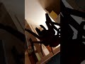 Giant Spider IN YOUR HOUSE! #shorts