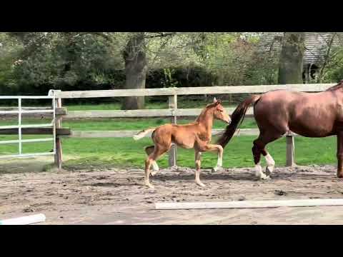 Stutfohlen von Von und Zu aus der Hann.Pr.St. Farida von For Romance