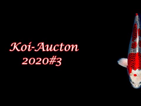 Koi-Auction 2020#3