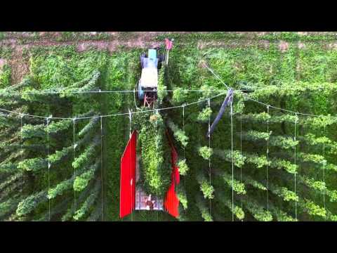 Hops harvesting in Slovenia - aerial