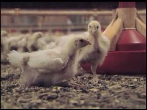 Where Do Chickens Come From?