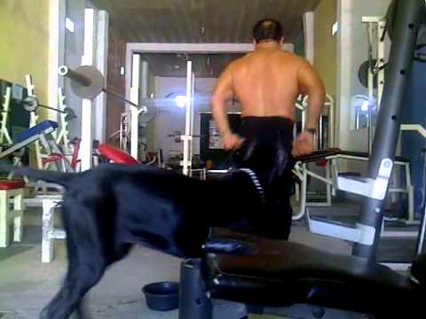 JOSE ROLANDO DE LEON CON SU GRAN DANES.3GP